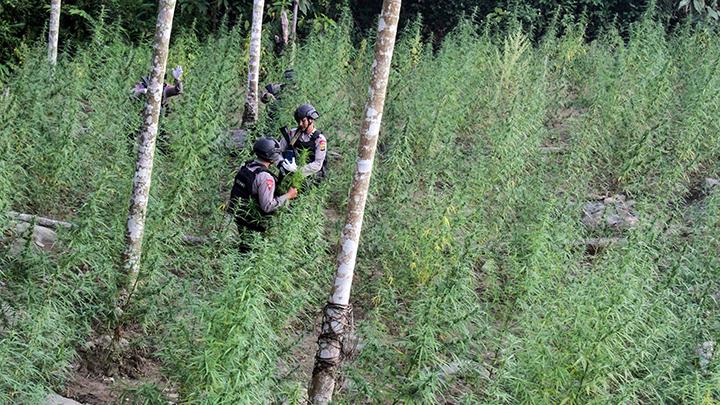 Bareskrim Musnahkan Ladang Ganja di Gayo Lues 51,75 Hektare Senilai Rp 620 Miliar